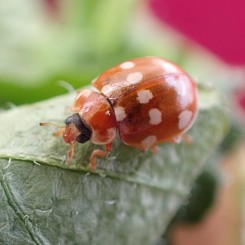 Incroyables coccinelles