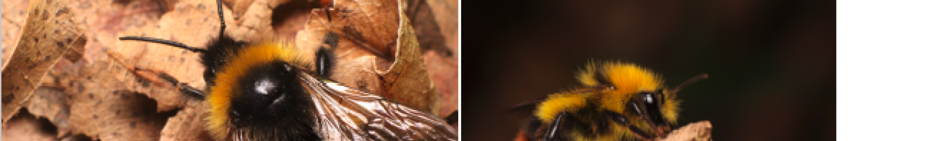 Liste rouge bourdons Auvergne-Rhône-Alpes - ARTHROPOLOGIA