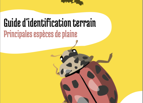 Guide d'identification terrain - Espèces de coccinelles de plaine
