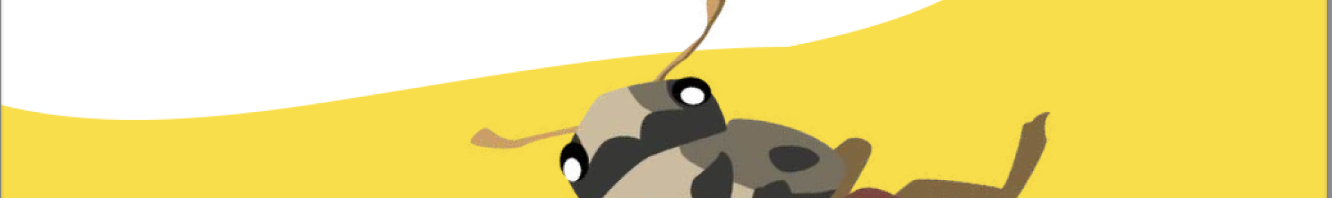 Guide d'identification terrain - Espèces de coccinelles de plaine - ARTHROPOLOGIA