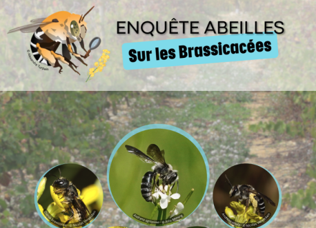 Fiches Enquête Abeilles Sauvages Brassicacées