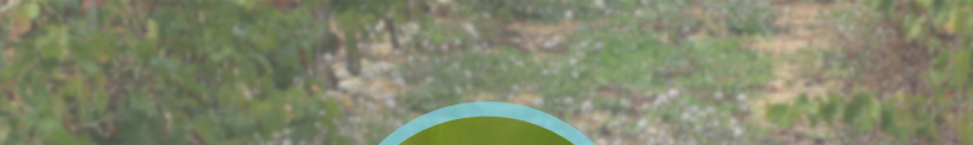 Fiches Enquête Abeilles Sauvages Brassicacées - ARTHROPOLOGIA