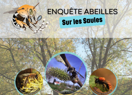 Fiches Enquête Abeilles Sauvages Saules