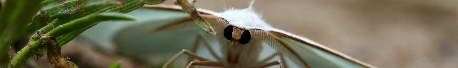 Nos podcasts - ARTHROPOLOGIA