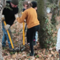 Chantier récolte de plants avec Vite plus d'arbres