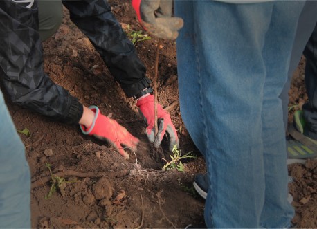 Principes généraux autour des plantations et de la gestion des espaces verts