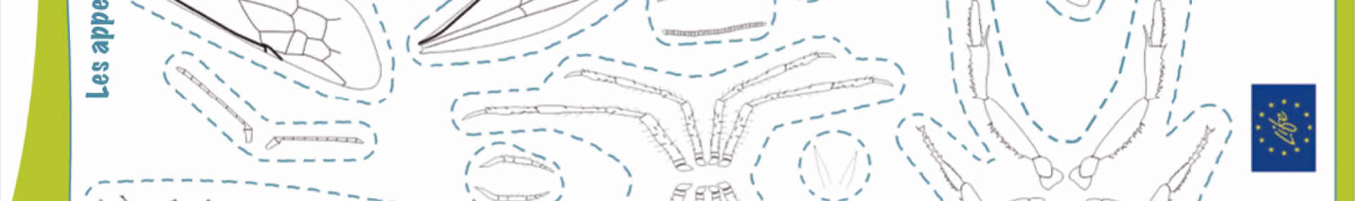 Construire une petite bête - ARTHROPOLOGIA