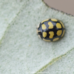 À la recherche des coccinelles du parc de Parilly