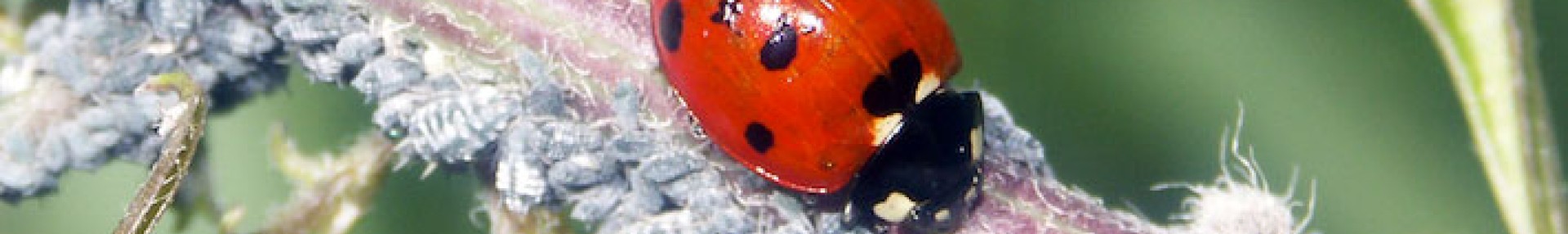 Connaître les auxiliaires de cultures et leurs milieux de vie - ARTHROPOLOGIA