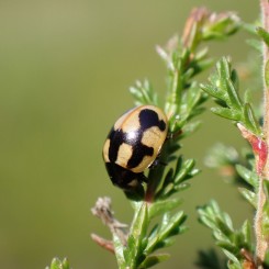 Incroyables coccinelles : la ludo-conf’