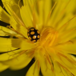 Coccinelle, demoiselle... - Fête de l’Iris