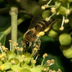Balade et prospection abeilles sauvages en Ardèche !