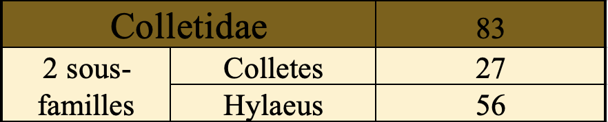 Colletidae