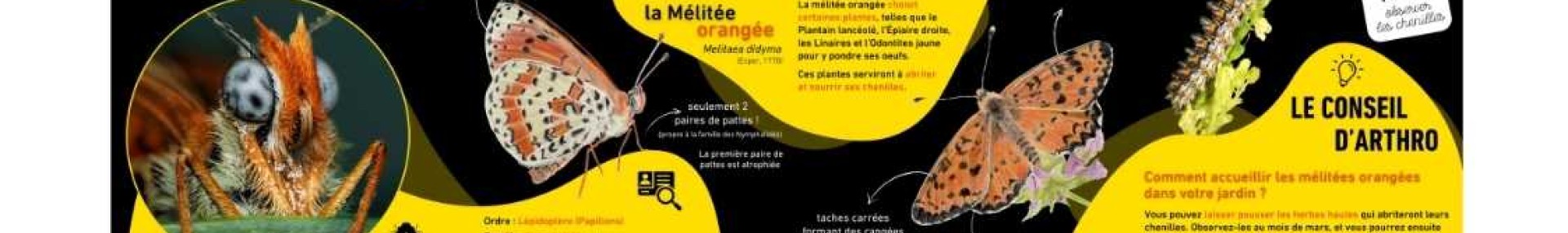L'insecte du mois - ARTHROPOLOGIA