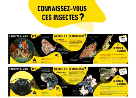 L'insecte du mois