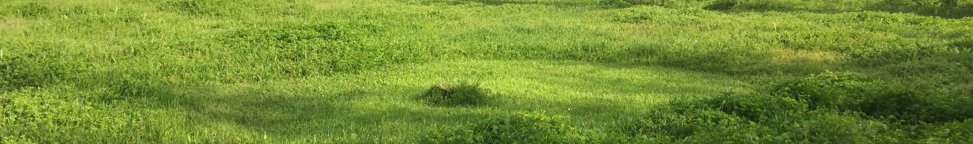 Accompagnement à l’aménagement et à la gestion des espaces verts urbains - ARTHROPOLOGIA