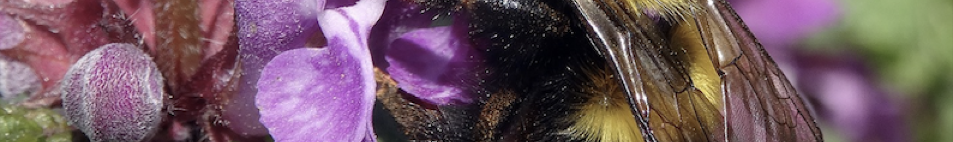 Les insectes pollinisateurs - conférence de Hugues Mouret, directeur scientifique ARTHROPOLOGIA - ARTHROPOLOGIA