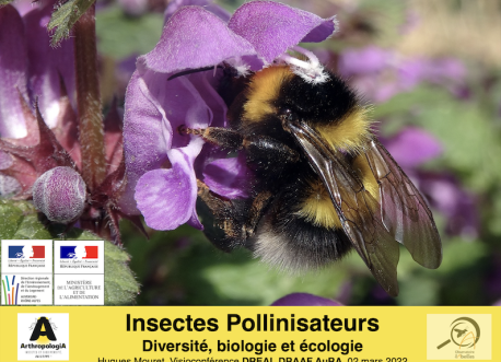 Les insectes pollinisateurs - conférence de Hugues Mouret, directeur scientifique ARTHROPOLOGIA