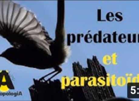 Les Prédateurs et Parasitoïdes - Série du Vivant dans les champs, Épisode 2 - Biodiversité et agriculture