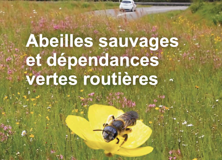 Abeilles sauvages et dépendances routières