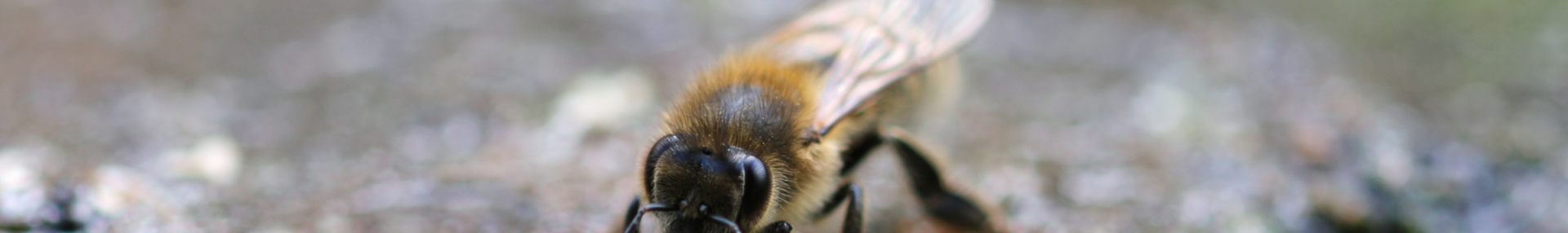 Canicule : quels impacts sur le vivant ? - ARTHROPOLOGIA