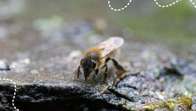 Canicule : quels impacts sur le vivant ?
