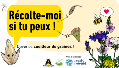 Récolte-moi si tu peux ! Ateliers de cueillettes de graines sauvages