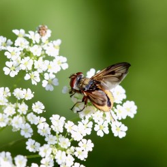 Balade à la découverte des pollinisateurs - Sainte-Foy-lès-Lyon