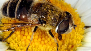 Qui sont les insectes pollinisateurs sauvages (et domestiques)