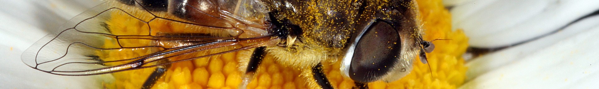 Insectes pollinisateurs sauvages et domestiques - ARTHROPOLOGIA
