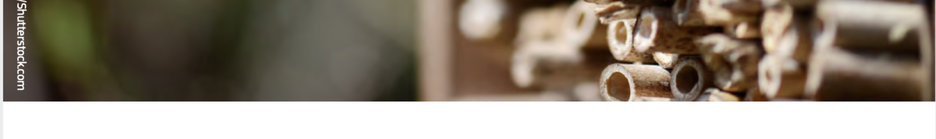 Espèces envahissantes et pollinisateurs - ARTHROPOLOGIA