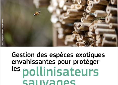 Espèces envahissantes et pollinisateurs