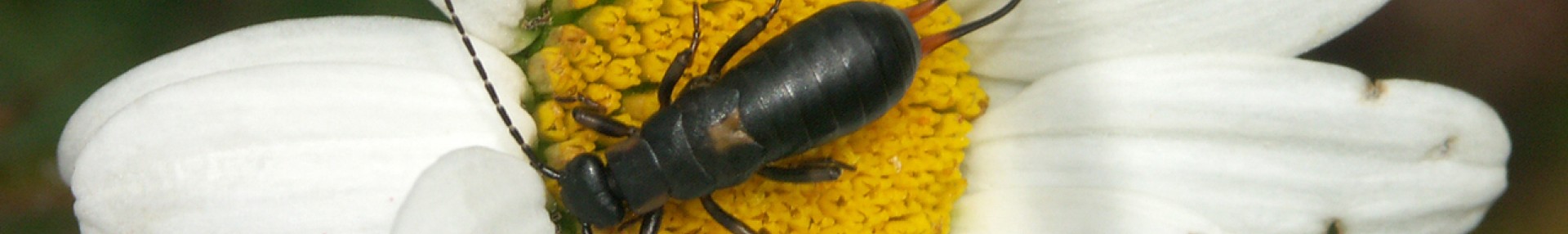 Études naturalistes - ARTHROPOLOGIA