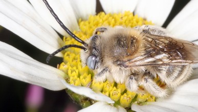 Abeilles sauvages et domestiques