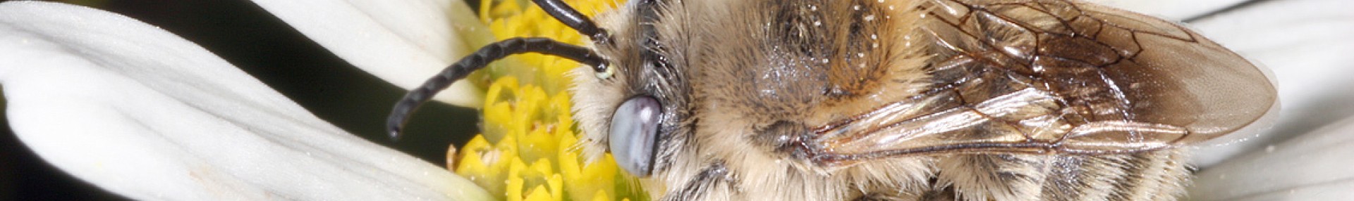 Abeilles sauvages et domestiques - ARTHROPOLOGIA