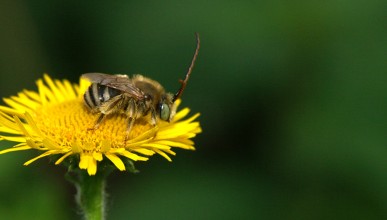 Application pollinis'actions : biodiversité, où en est mon jardin ?