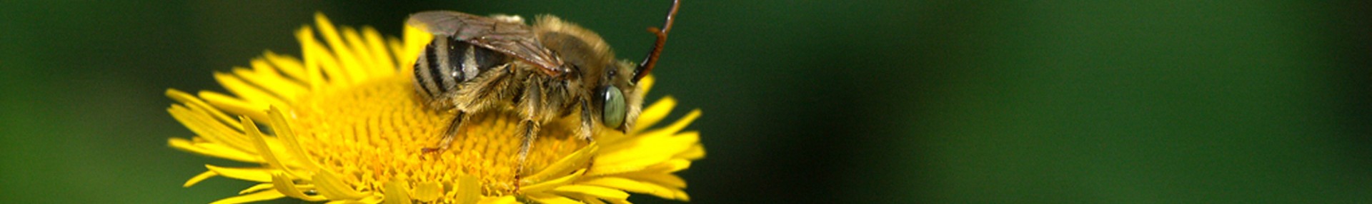 Application pollinis'actions : biodiversité, où en est mon jardin ? - ARTHROPOLOGIA