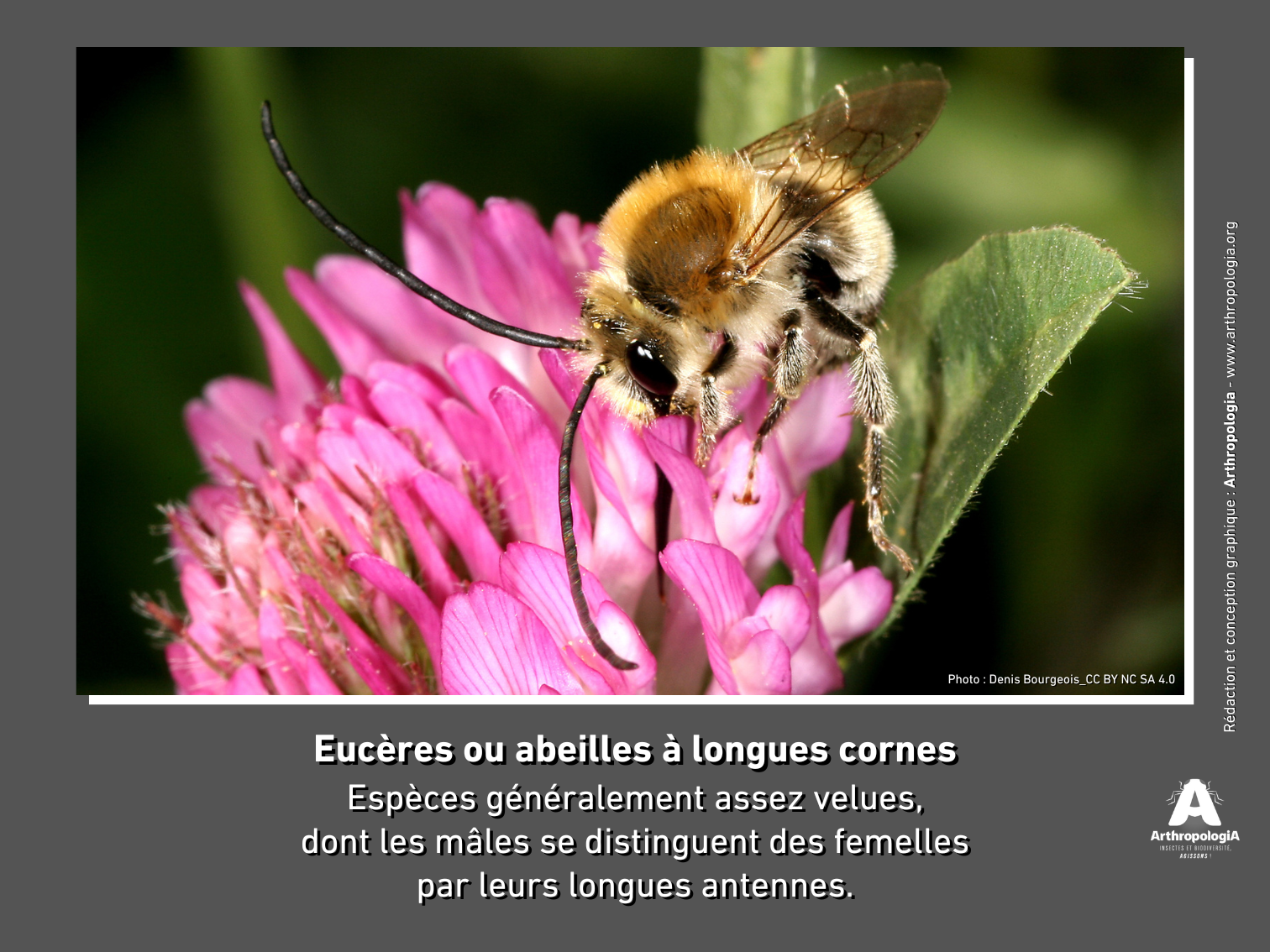 _EUCERES%20-%20Baches%20Abeilles%20%20%281%29