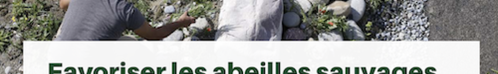 Favoriser abeilles en milieu urbain - ARTHROPOLOGIA