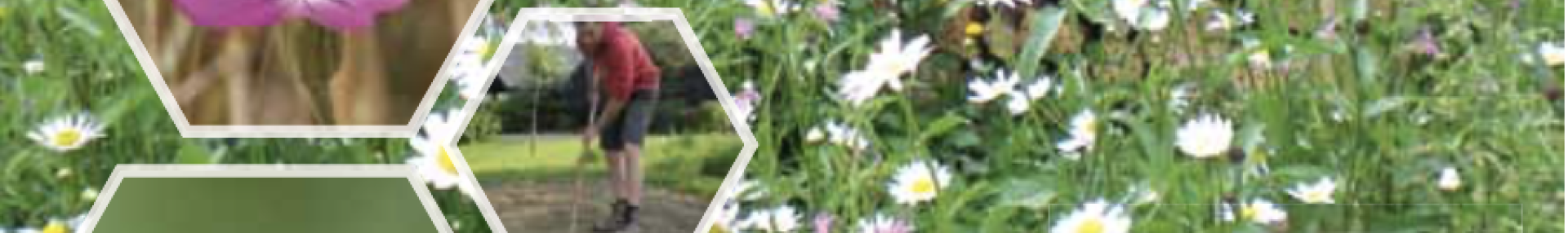 Choix Mélanges fleurs Wallonie - ARTHROPOLOGIA