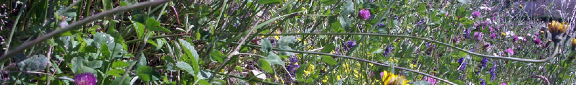 Blog - ARTHROPOLOGIA