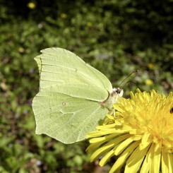 Les arbres : gites et restaurants pour insectes ! - Parc de Lacroix-Laval