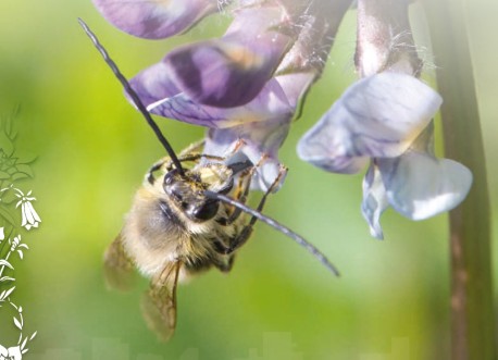 Guide de gestion écologique pour les abeilles sauvages et la nature en ville