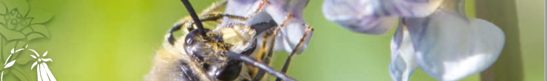 Guide de gestion écologique pour les abeilles sauvages et la nature en ville - ARTHROPOLOGIA