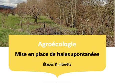 Guide haie spontanée