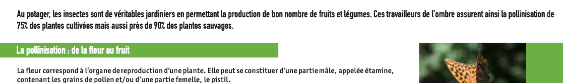 Insectes, fleurs et pollinisation - ARTHROPOLOGIA
