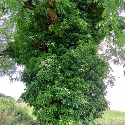 Les arbres (et leurs petits habitants)