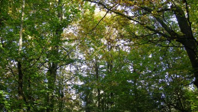 Valoriser et gérer son patrimoine arboré
