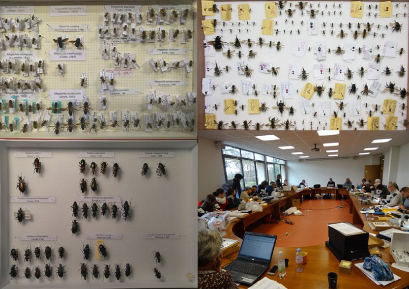 Cette collection compte aujourd’hui 59 boites de 14 groupes différents consultables à l’Ecocentre. © ARTHROPOLOGIA