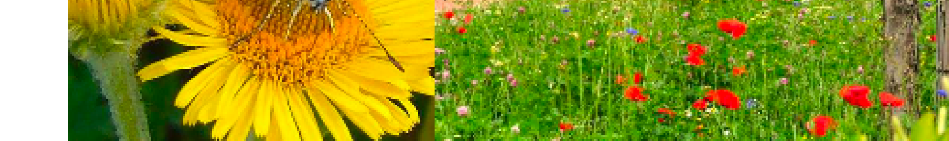 Diag Pollinisateurs Espaces Verts - ARTHROPOLOGIA